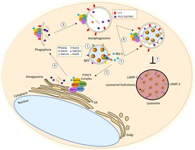 Anaplasmataceae: Dichotomous Autophagic Interplay for Infection